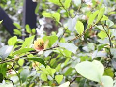 -成都市活水公园
