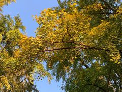 -三里屯东五街银杏大道