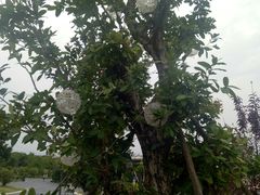 -琅岐红光湖公园