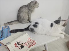 -喵的天空名猫咖啡馆·撸猫·猫舍·用品