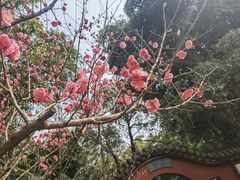 -望江楼公园