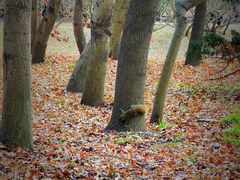 -上海共青森林公园