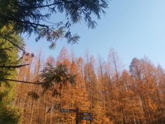 -山王坪喀斯特国家生态公园