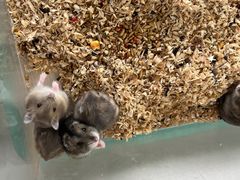 -怪兽屋·羊驼·猫咖·狗咖(俊华广场店)