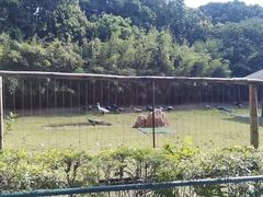 -深圳野生动物园