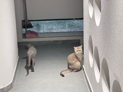 -琪喵猫屋·撸猫猫咖·猫舍