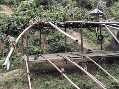 -西双版纳原始森林公园