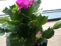 -瓦库茶馆17号(海汇港店)