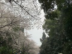 -武汉大学-樱园