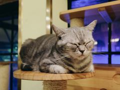 -more than meow吴止猫主题餐厅(承德 中船汇店)