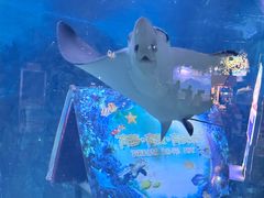 -烟台海昌鲸鲨海洋公园