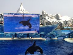 -上海海昌海洋公园