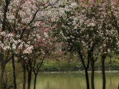 -广东花都湖国家湿地公园