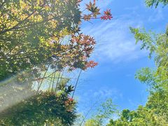 -云栖竹径