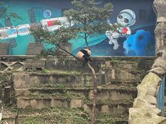 -中国大熊猫保护研究中心雅安碧峰峡基地