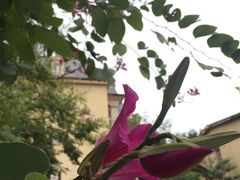 -中旅阿那亚九龙湖·公主酒店