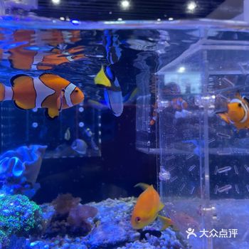 疫情后第一次来花鸟鱼虫市场 好多新店 好多不同既元素 开心