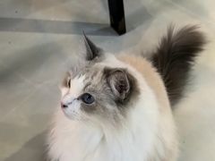 -豆逗聊愈猫阁Easy Life