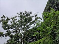 -日月潭