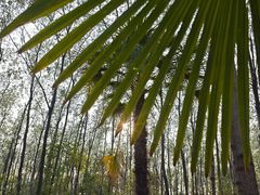 -合肥滨湖国家森林公园