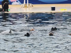 -秦皇岛乐岛海洋王国