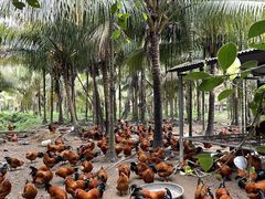 -兴隆槟榔园休闲农庄