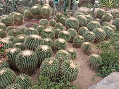 -石家庄市植物园