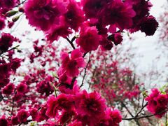 -天适樱花悠乐园