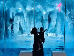 -帝企鹅自助餐厅•儿童岛•真企鹅(长隆企鹅酒店)