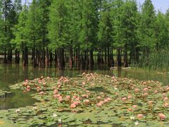 -白鹭湾湿地公园