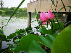 -新江湾城公园