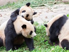 -中国大熊猫保护研究中心雅安碧峰峡基地