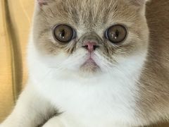 -飞行喵MR PILOT|猫舍·猫咖(静安大融城店)