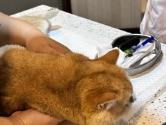 -宠爱国际动物医院·消化内科·心肾内科·ISFM猫友好(望京店)