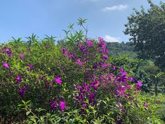 -南国桃园旅游度假区