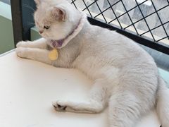 -怪兽屋·羊驼·猫咖·狗咖(俊华广场店)