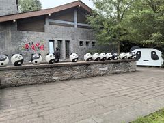 -都江堰中华大熊猫苑