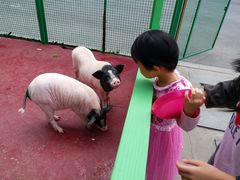 -夏阳湖皇冠假日酒店-自助餐厅