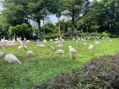 -广州长隆飞鸟乐园