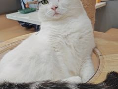 -喵园·猫主题咖啡厅·撸猫·猫咖(国贸店)