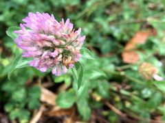 -商洛老君山旅游风景区