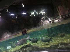 -暹罗海洋世界