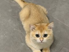 -lincat·猫舍(广州店)