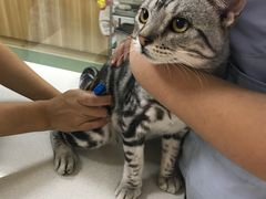 -康乐宝动物医院