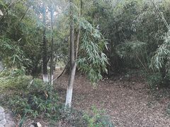 -金鸡湖桃花岛