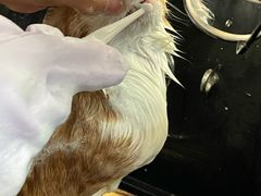 -袖虎猫馆(十亩地店)