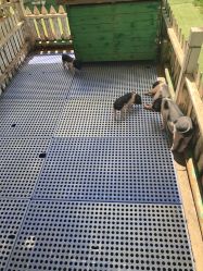 -萌宠亲子动物乐园(槐房万达店)