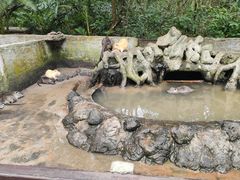 -海南热带野生动植物园