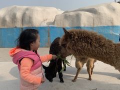 -西霞口神雕山野生动物世界
