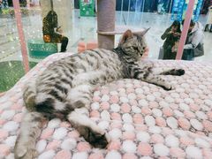 -吾悦广场(天津和平店)